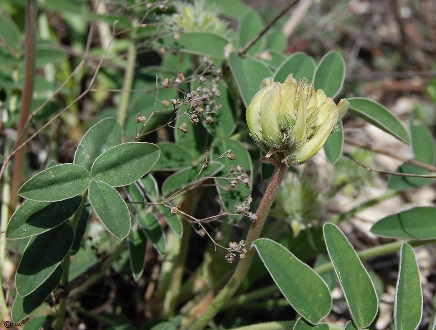 Изображение особи Hedysarum grandiflorum.