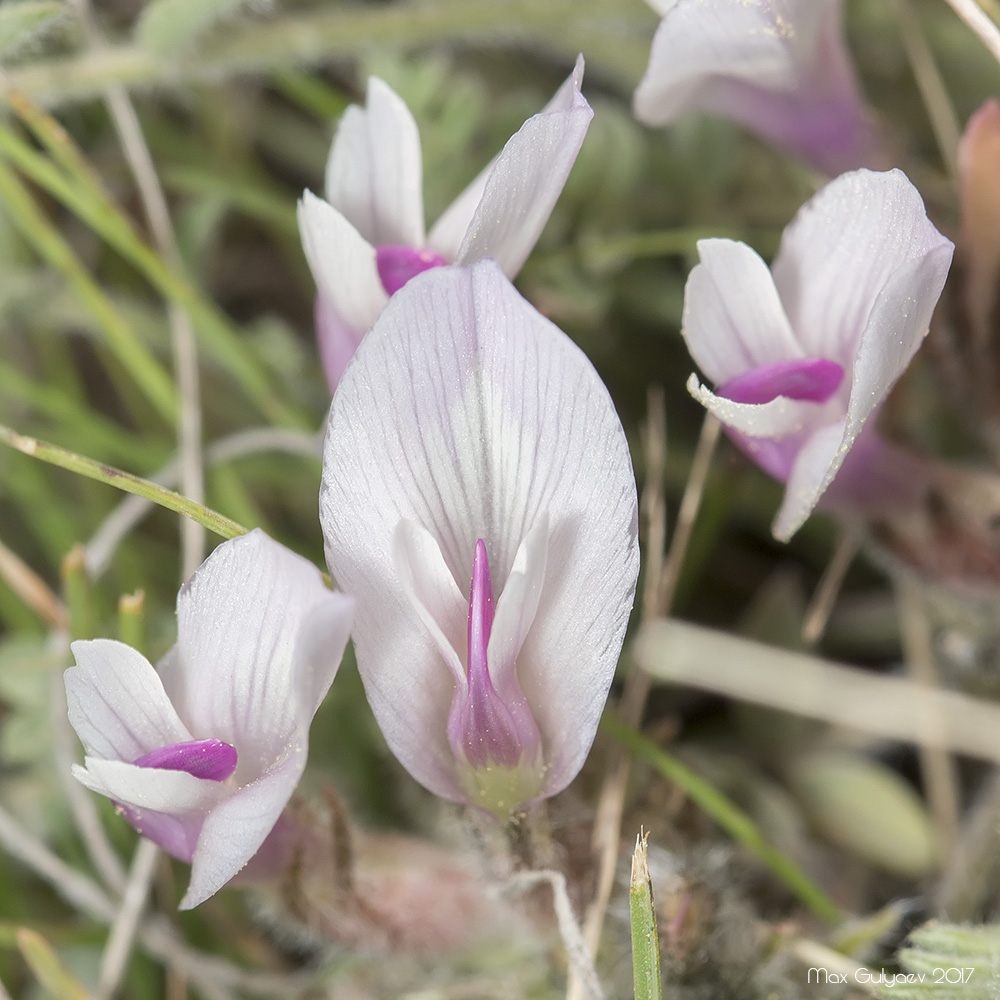 Image of Astragalus dolichophyllus specimen.