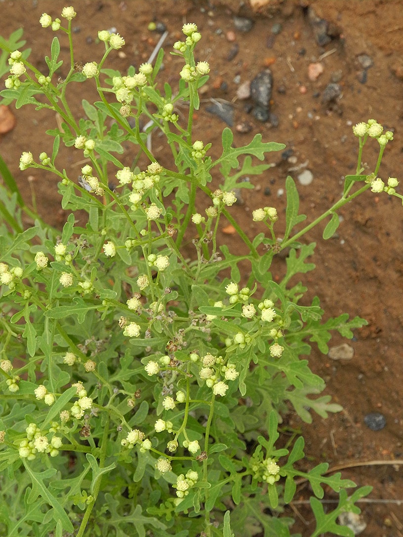 Изображение особи Parthenium hysterophorus.