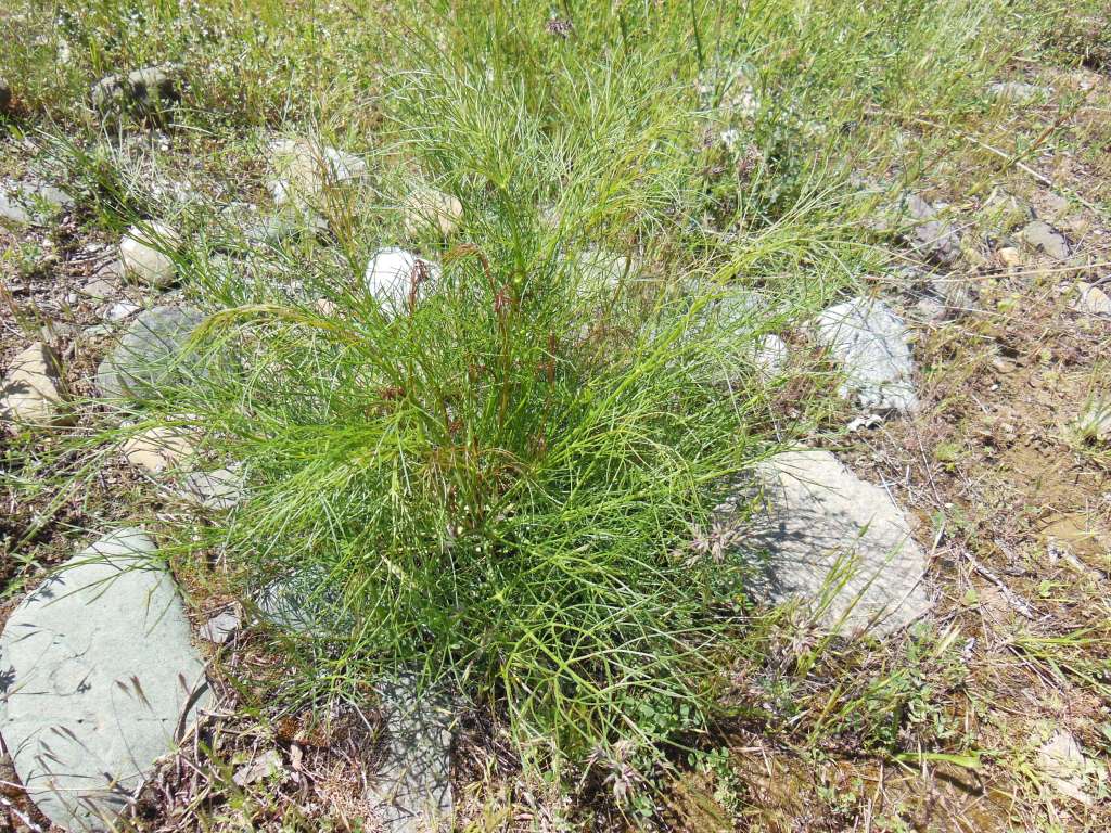 Image of familia Apiaceae specimen.