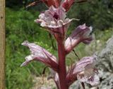 Orobanche crenata. Часть соцветия. Крым, окр. Севастополя, Чернореченский каньон, на тропе под скалой. 26 мая 2017 г.