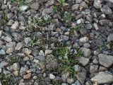 Sedum acre. Куртины растений после плодоношения на железнодорожной насыпи. Ленинградская область, Всеволожский район, окрестности посёлка Мурино, железнодорожная станция Девяткино. 10.10.2009.