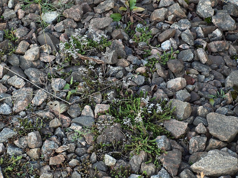 Image of Sedum acre specimen.