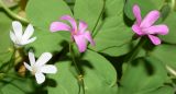 Oxalis articulata