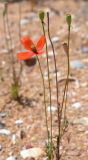 Papaver laevigatum. Верхушки побегов с цветком и плодами. Крым, Ленинский р-н, Опукский заповедник, на песчано-ракушечном пляже. 01.06.2017.