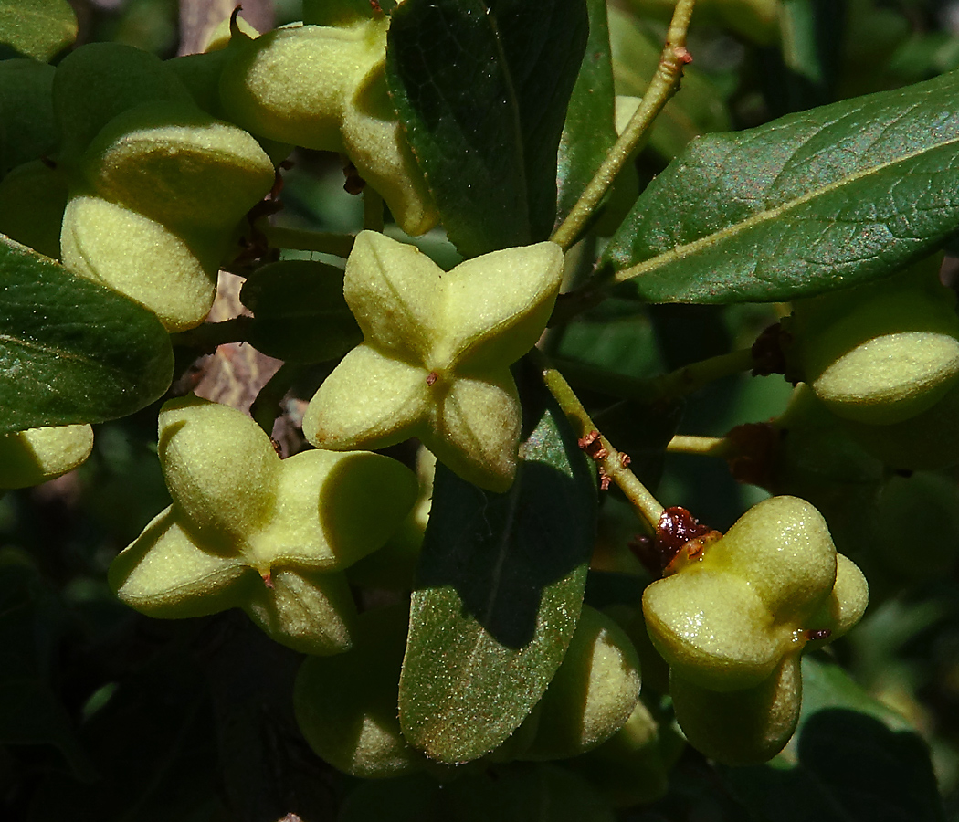 Image of Euonymus europaeus specimen.