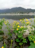 Caltha palustris