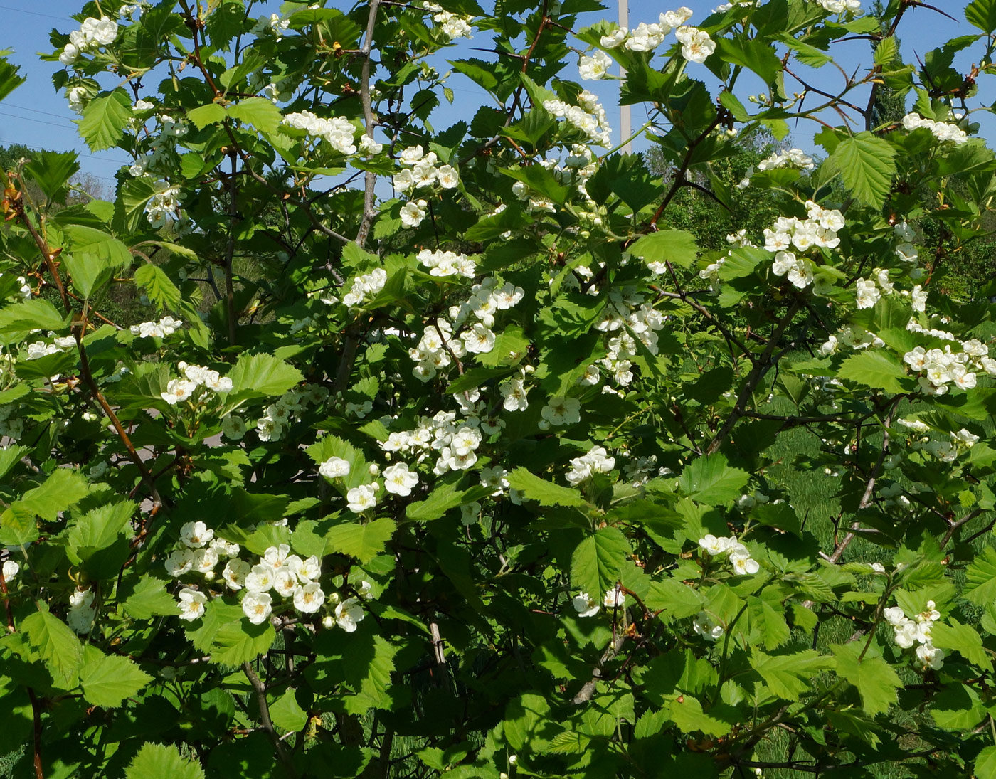 Image of Crataegus submollis specimen.