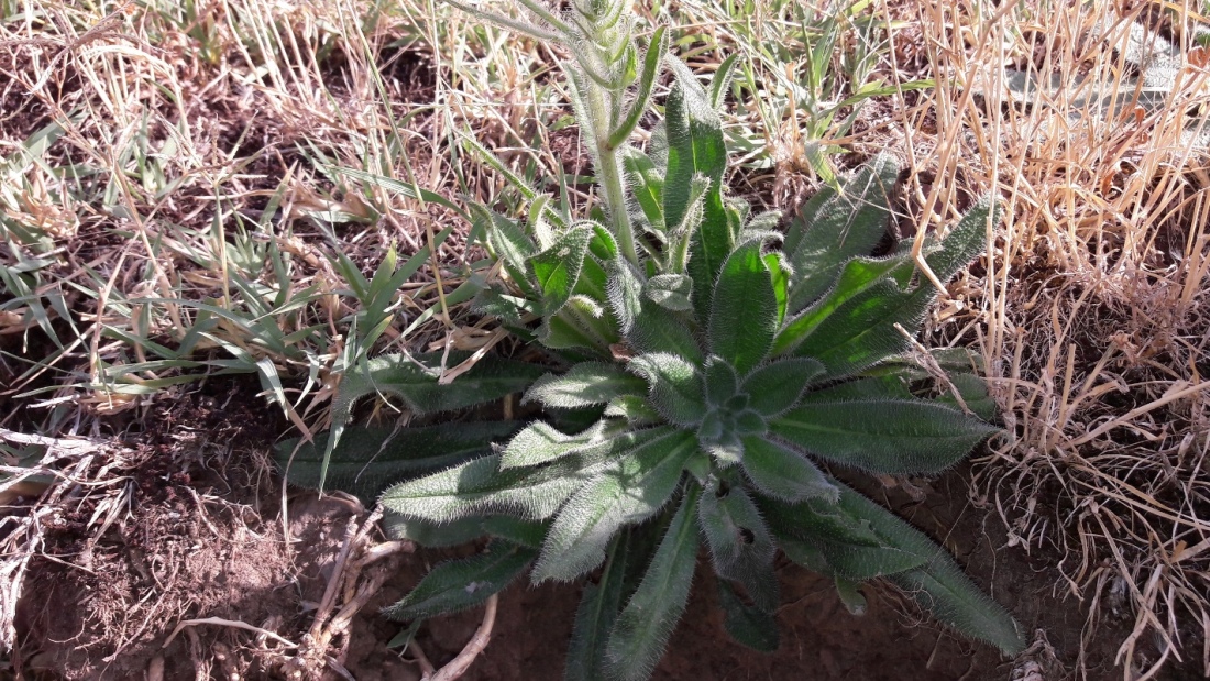 Изображение особи Echium biebersteinii.