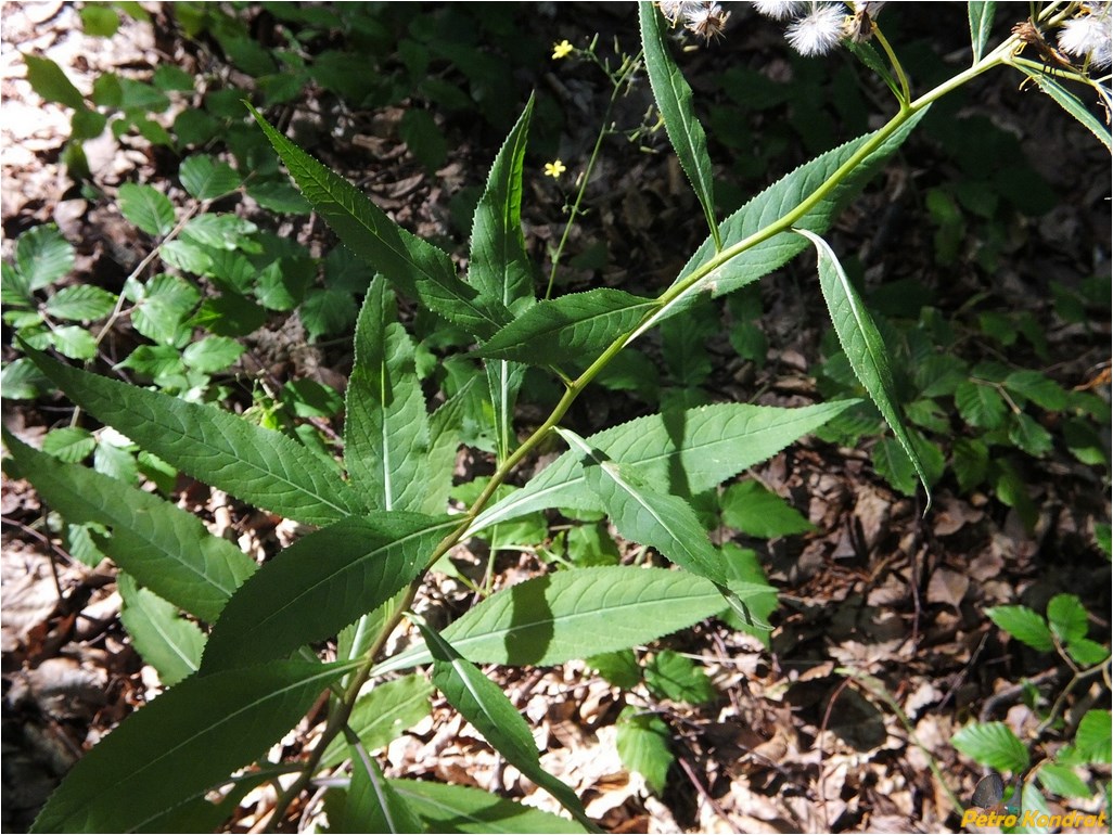 Image of Senecio ovatus specimen.