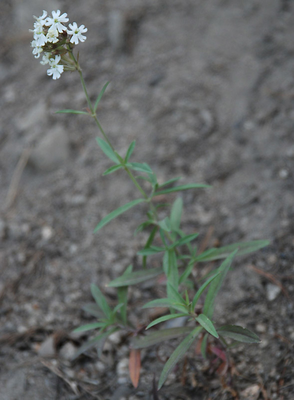 Изображение особи Silene amoena.