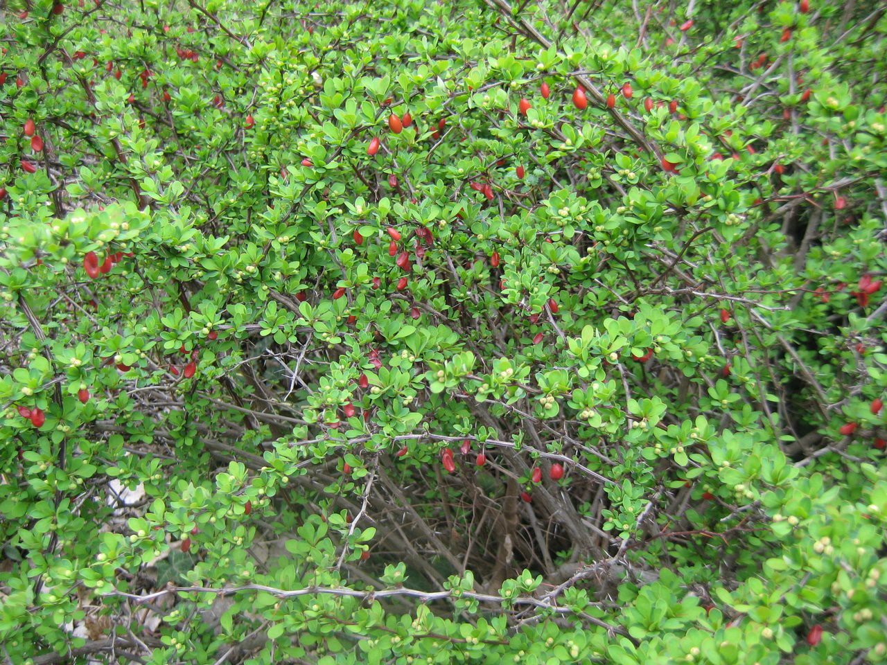 Image of Berberis thunbergii specimen.