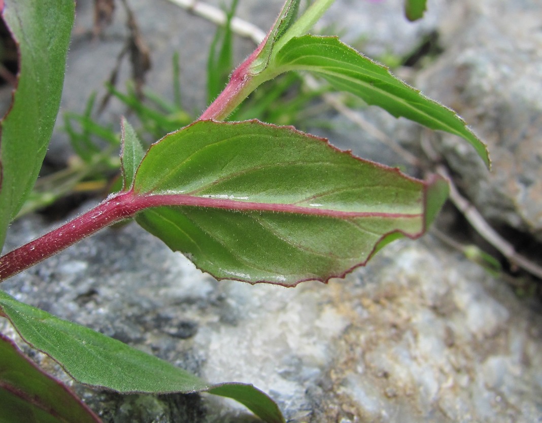 Изображение особи Epilobium algidum.