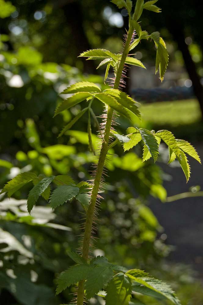 Image of Rosa viarum specimen.