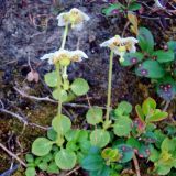 Moneses uniflora