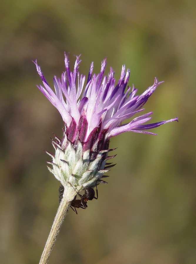 Изображение особи Jurinea pseudocyanoides.