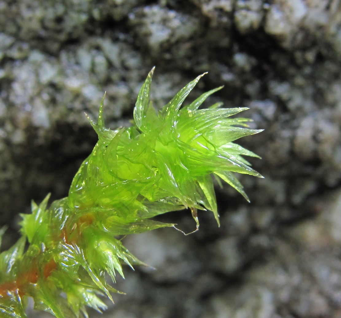 Изображение особи Rhytidiadelphus triquetrus.