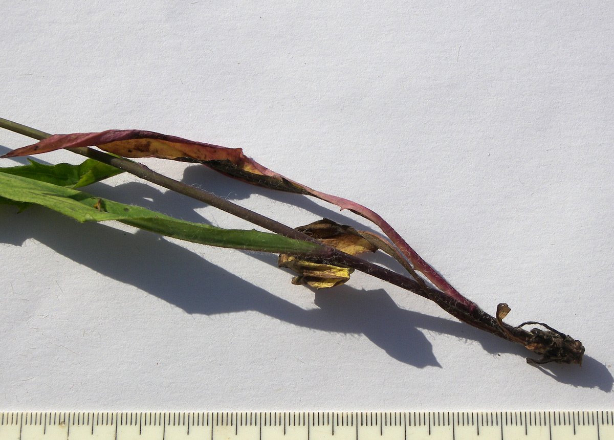 Image of Hieracium × biebersteinii specimen.