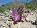 Oxytropis pilosissima. Соцветие. Южный Казахстан, хребет Сырдарьинский Каратау, верх перевала Турлан, каменистый гребень гор, известняки. 9 мая 2017 г.