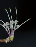 Hakea scoparia