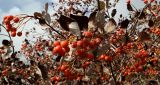 Изображение особи. Автор - Людмила Саплицкая