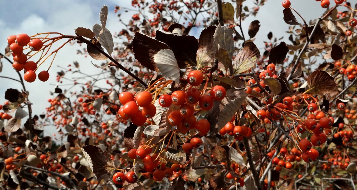 Изображение особи Sorbus taurica.