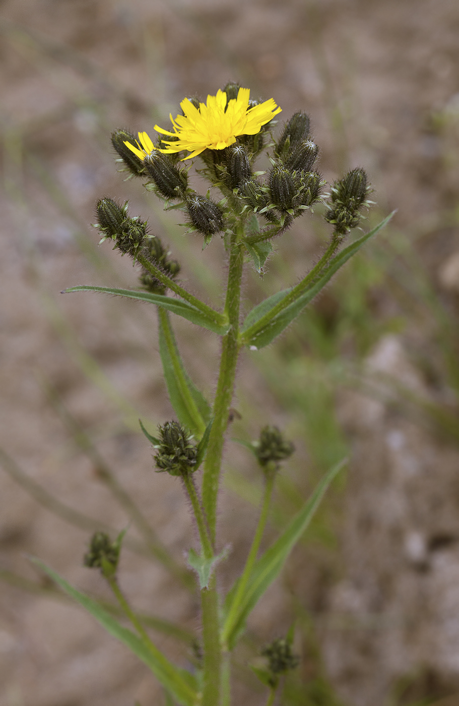 Image of Picris kamtschatica specimen.