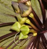 Tacca chantrieri