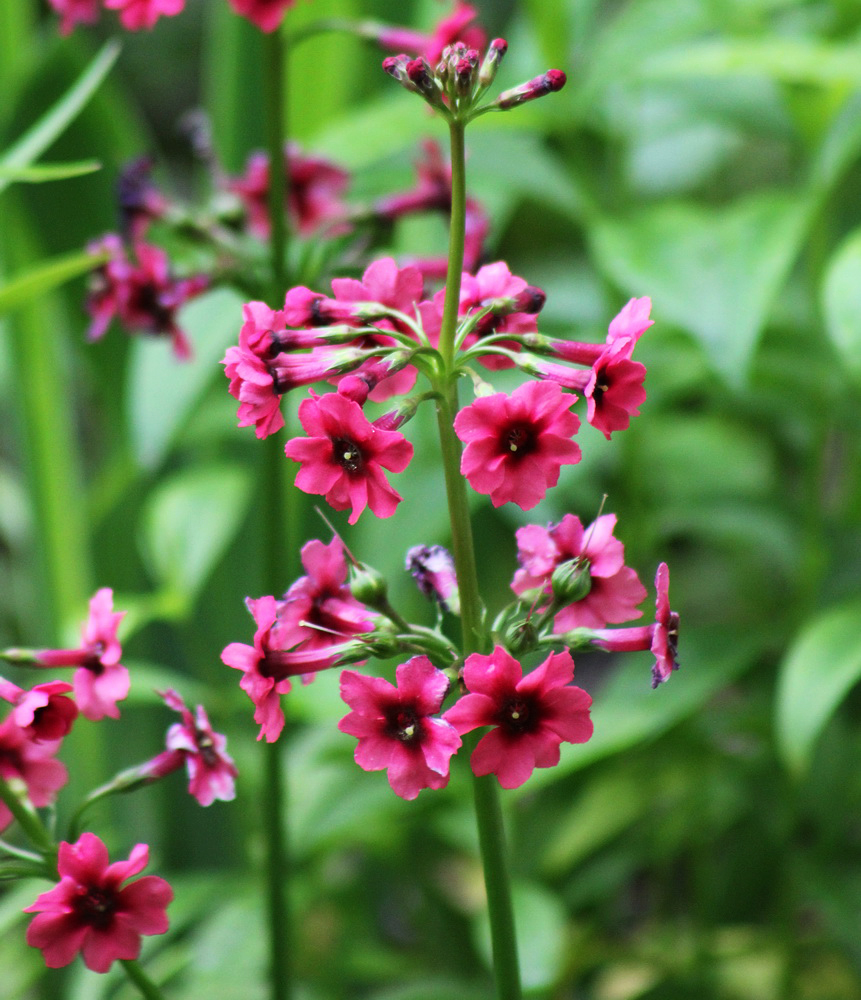 Image of Primula pulverulenta specimen.