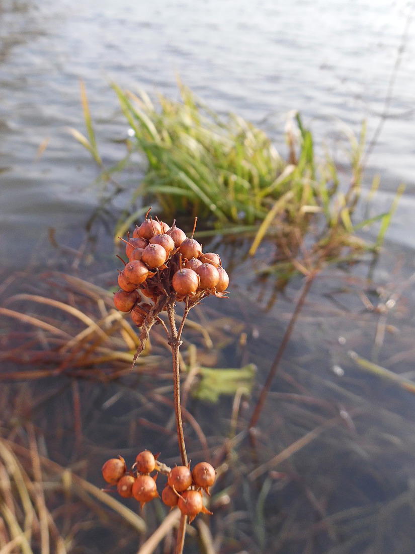 Image of Lysimachia vulgaris specimen.