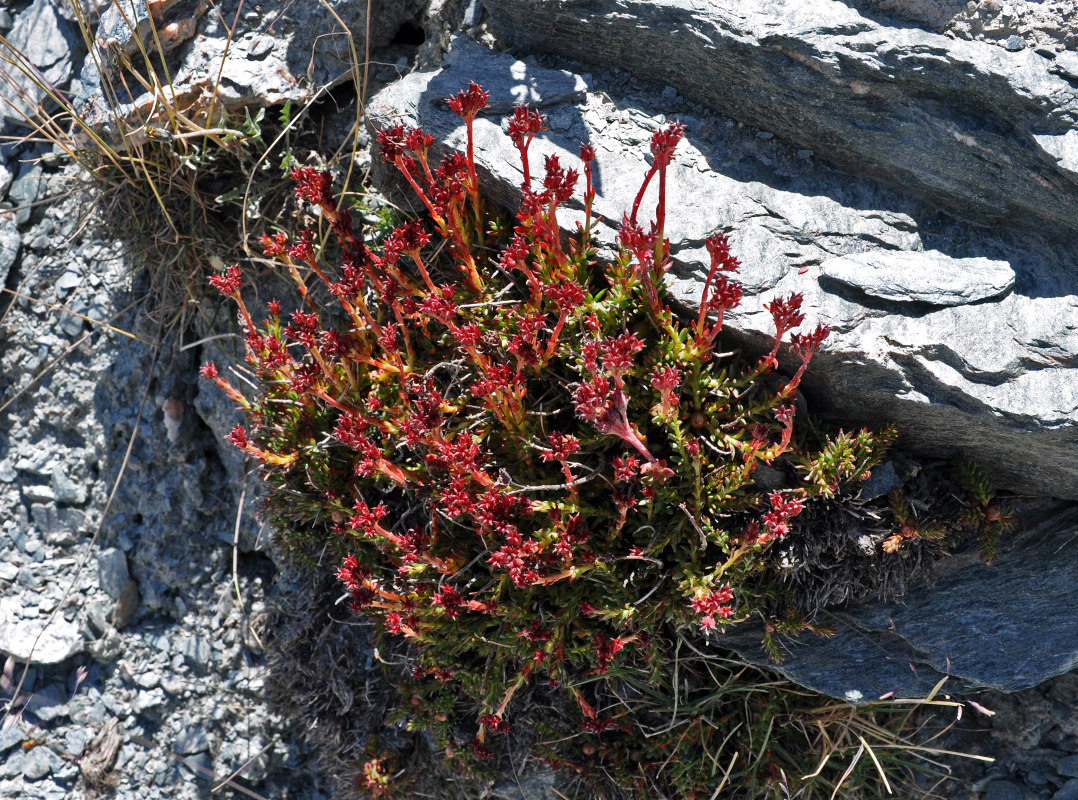 Изображение особи Rhodiola gelida.