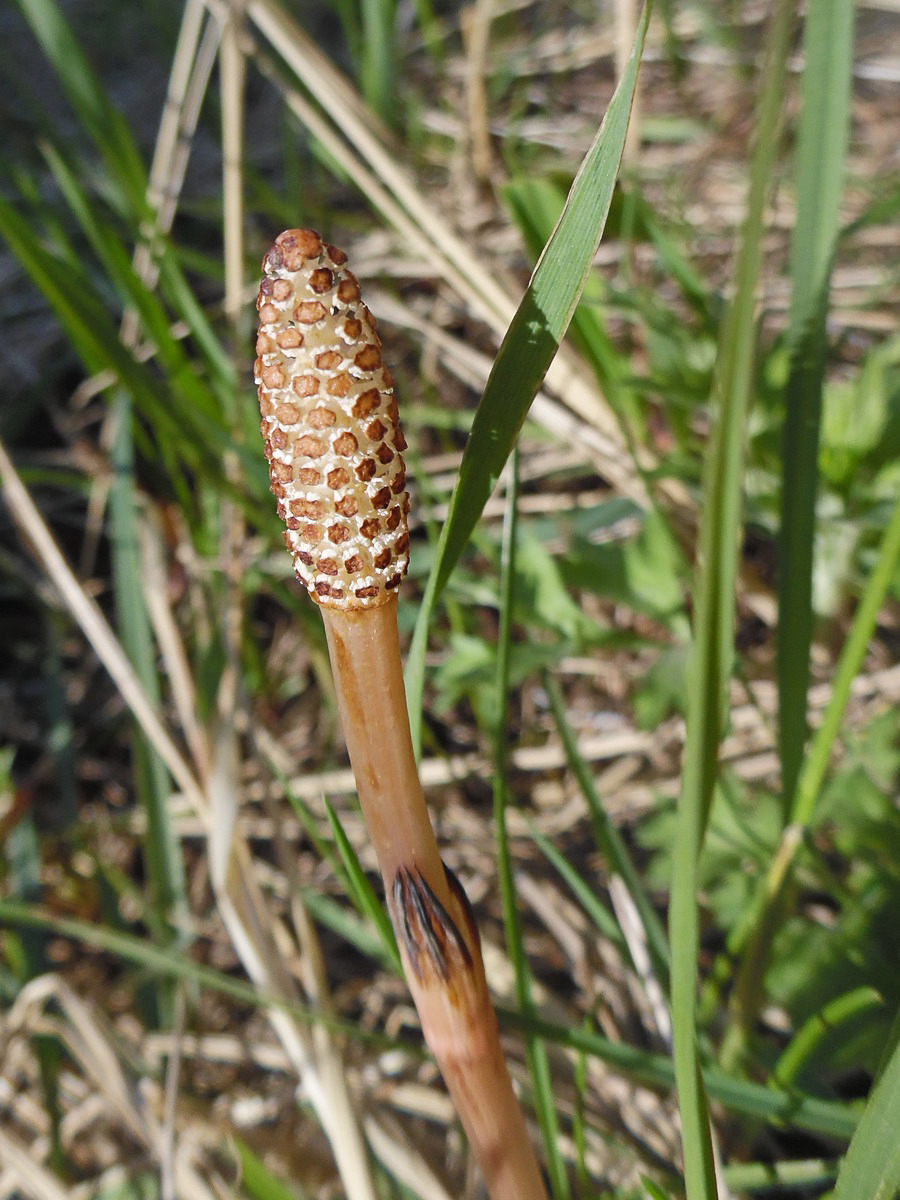 Изображение особи Equisetum arvense.