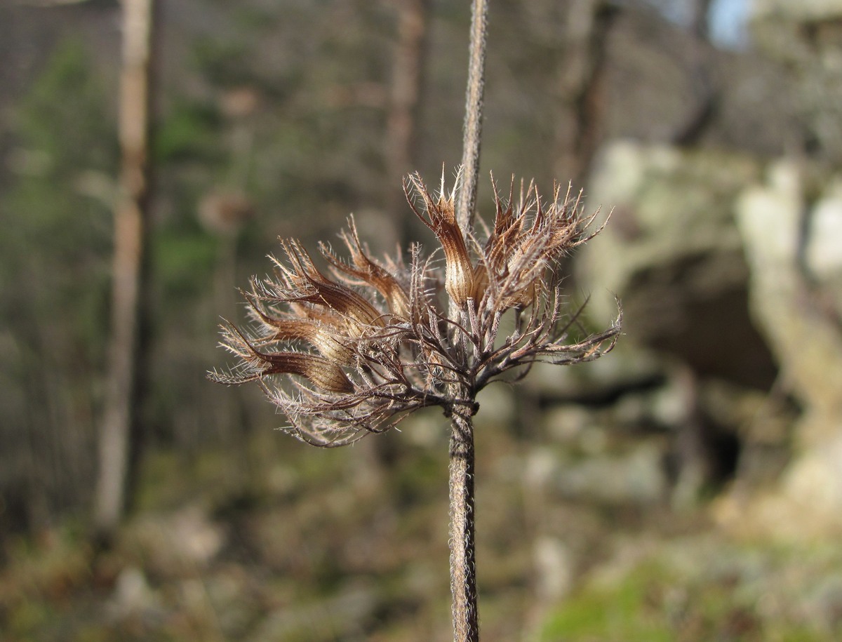 Изображение особи Clinopodium vulgare.