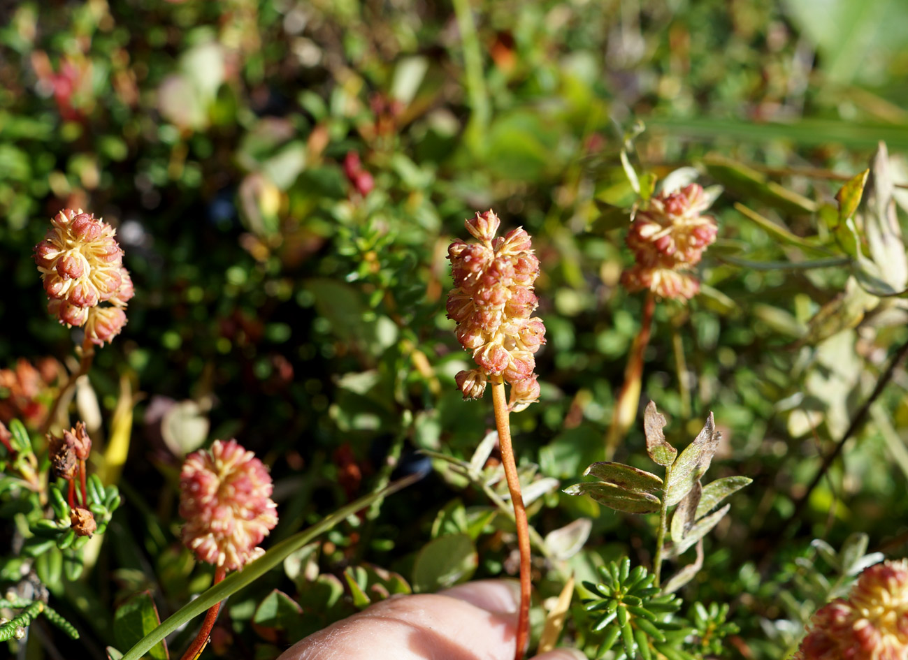 Изображение особи Tofieldia coccinea.