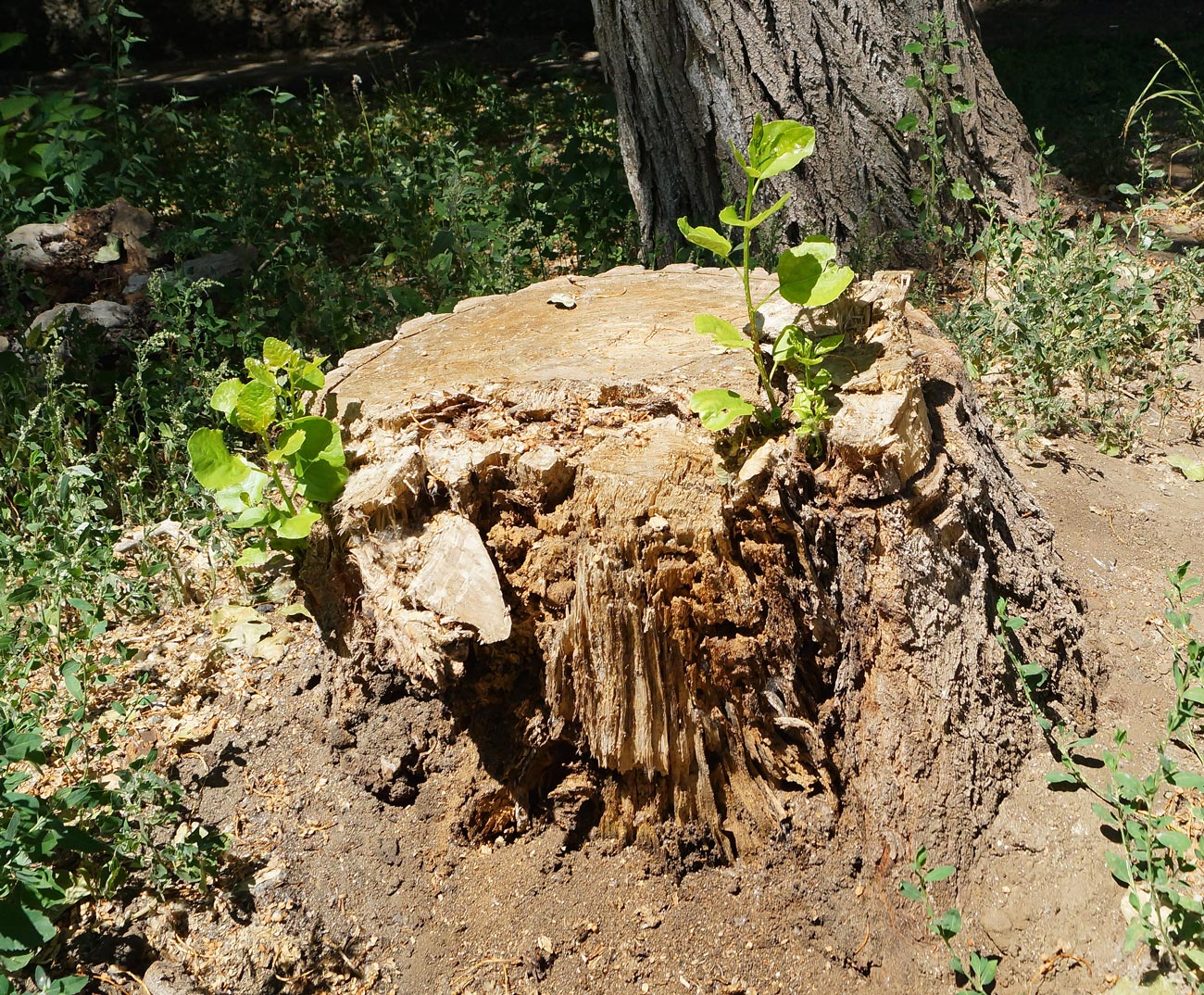 Image of Populus &times; sibirica specimen.