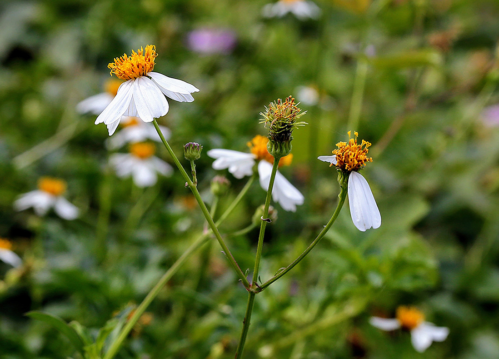 Изображение особи Bidens pilosa.