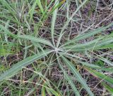 Jurinea albicaulis