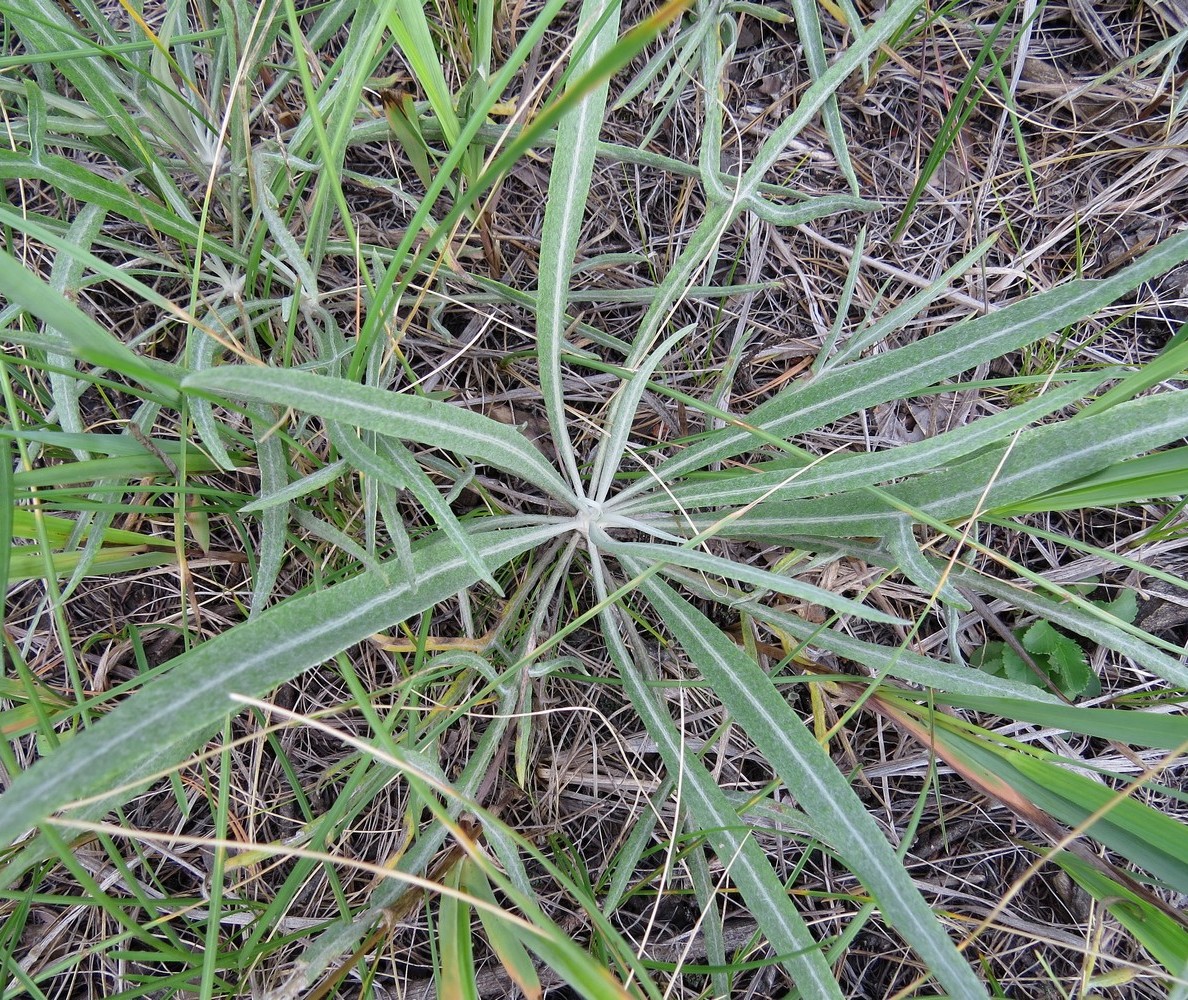 Image of Jurinea albicaulis specimen.