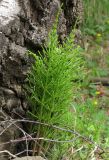 Equisetum palustre