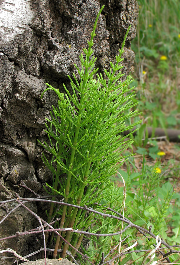 Image of Equisetum palustre specimen.