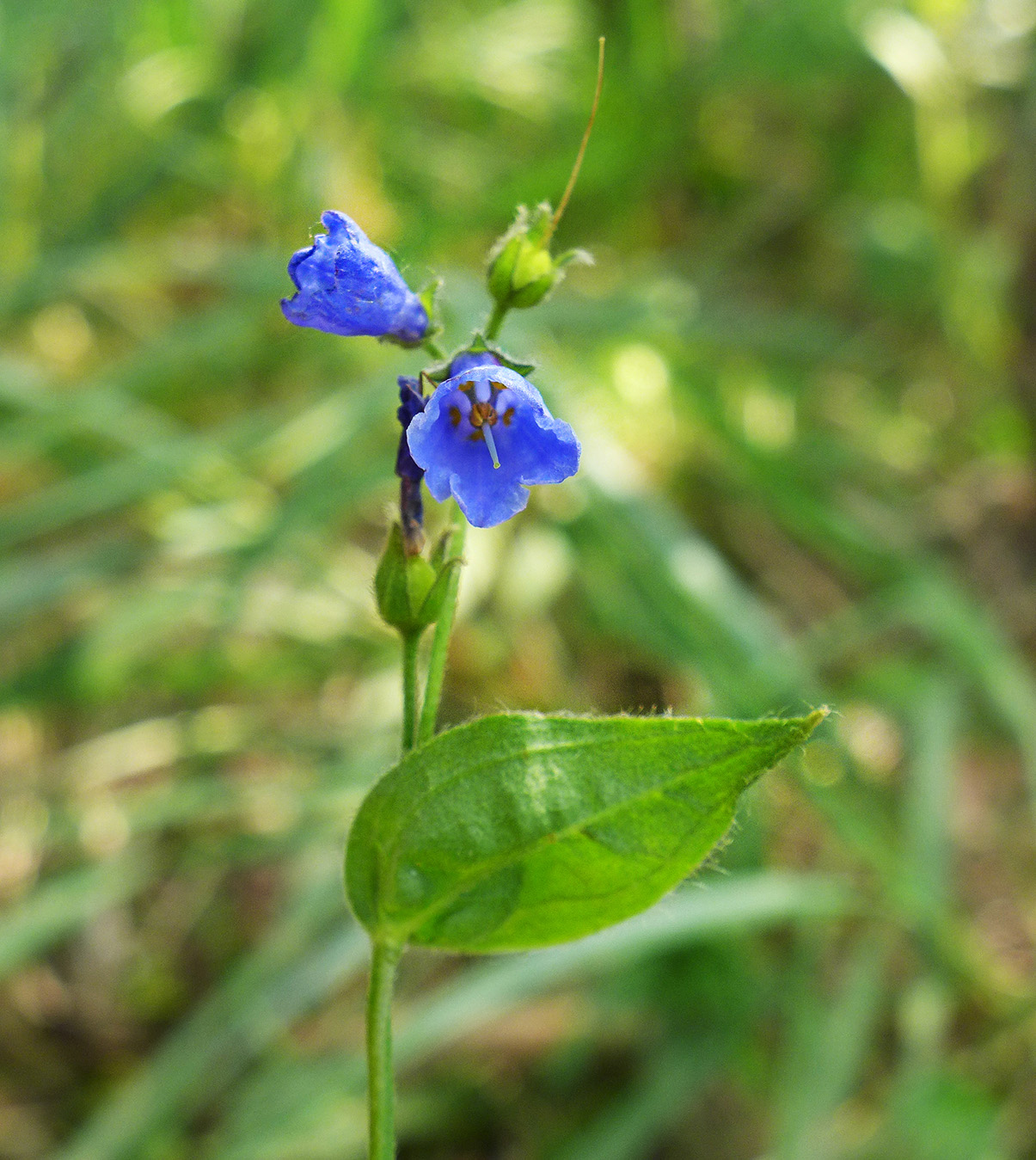 Изображение особи Mertensia pubescens.