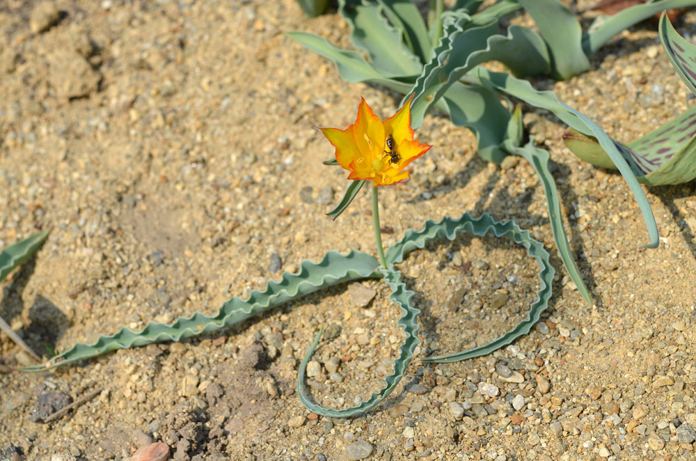 Image of Tulipa ferganica specimen.