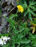 Doronicum macrophyllum. Верхушка цветущего растения. Абхазия, Рицинский реликтовый национальный парк, гора Ацытаку, ≈ 2300 м н.у.м., субальпийский луг, у камней. 11.07.2017.