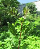 Syringa pinnatifolia