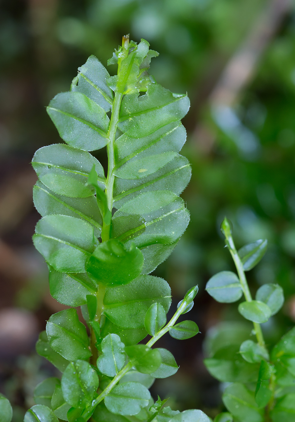 Image of genus Plagiomnium specimen.