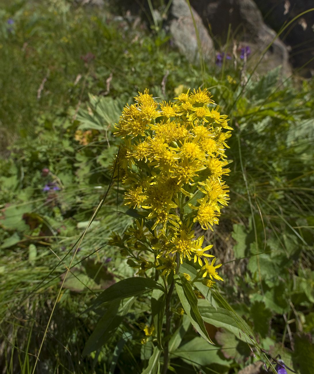 Image of genus Solidago specimen.