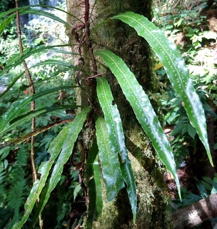 Image of genus Tricholepidium specimen.