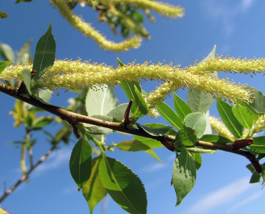 Изображение особи Salix triandra.