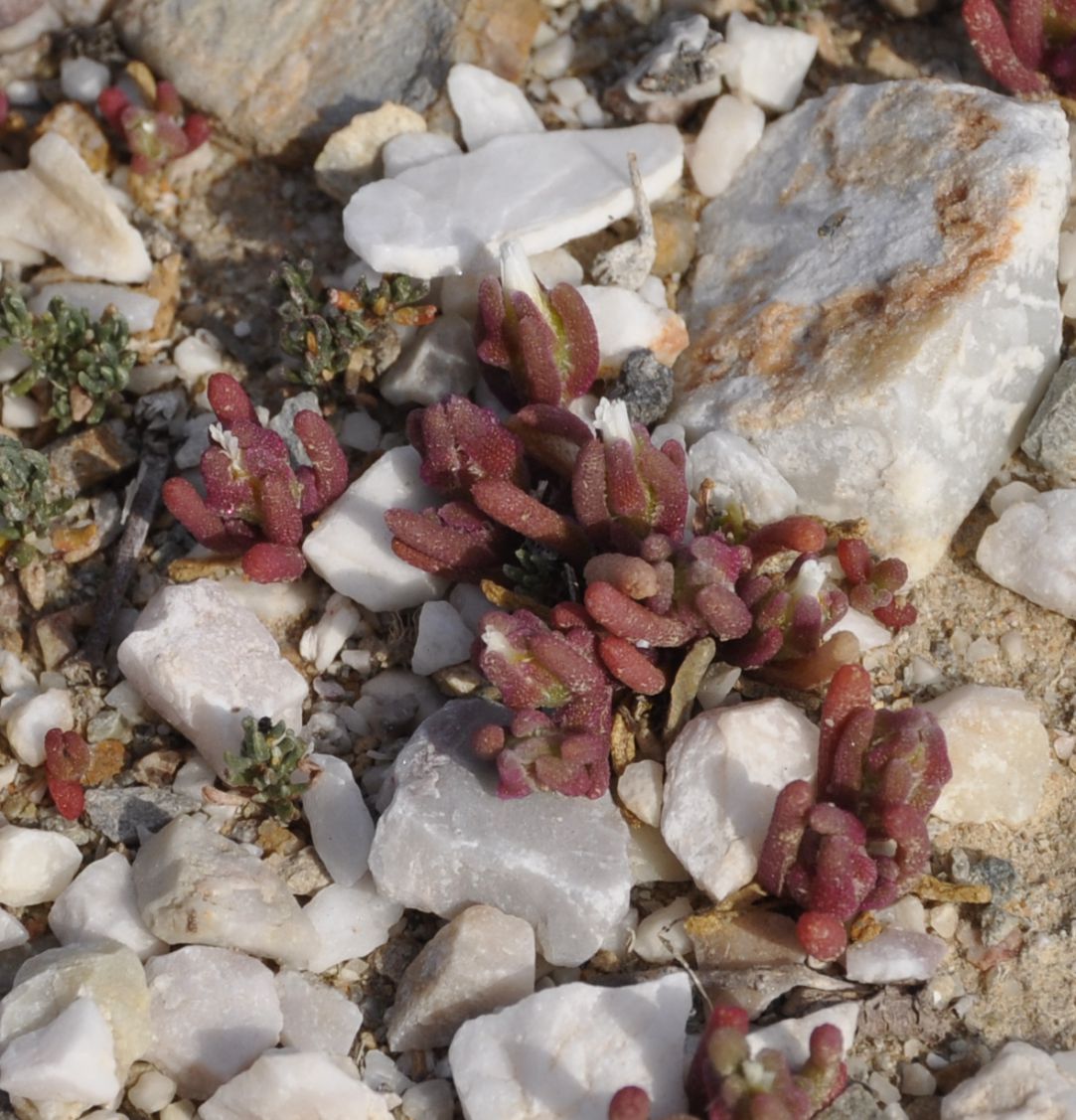 Image of Mesembryanthemum nodiflorum specimen.