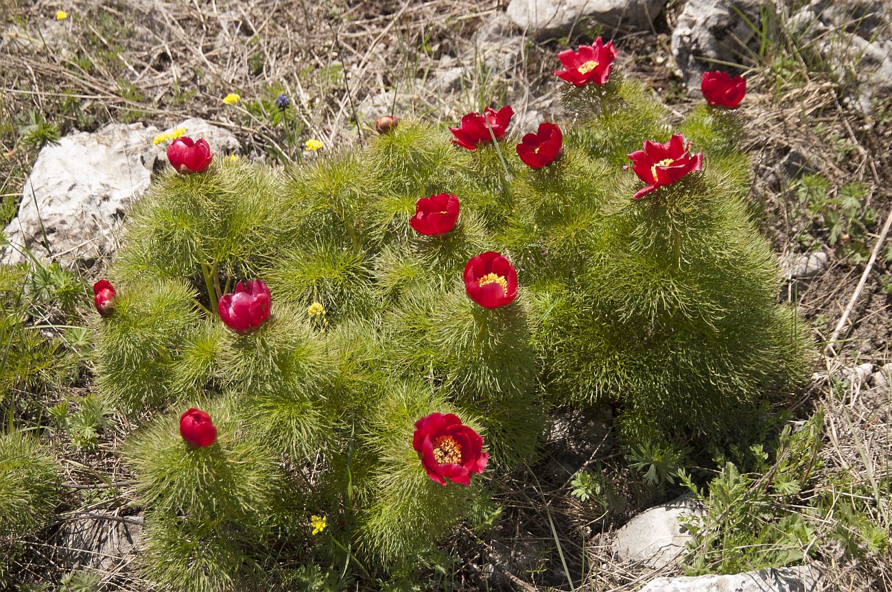 Image of Paeonia tenuifolia specimen.